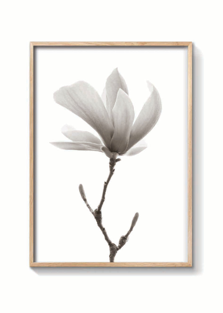MAGNOLIA FLOR