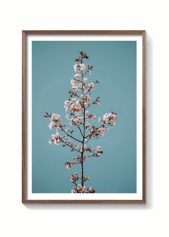 TALLO DE SAKURA