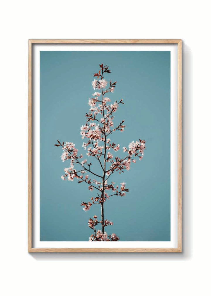 TALLO DE SAKURA